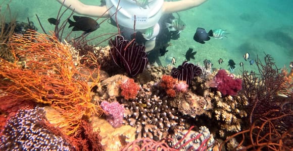Nha Trang: Hon Mun Snorkeling Boat Tour (Max 25 Pax)