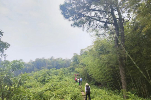 shanghai: Dongming Bamboo & Farm Picking Private Day Trip