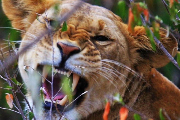 Nairobi National Park Scenic Wildlife-Packed Half-Day safari