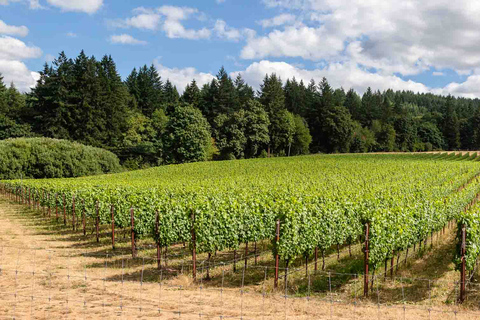 Tour de vinhos em Willamette Valley: Uma viagem para os sentidos