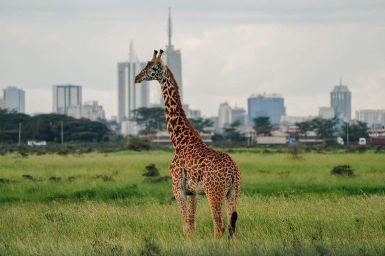 Meio dia Parque Nacional de Nairóbi, Karen Blixen, Centro de Girafas