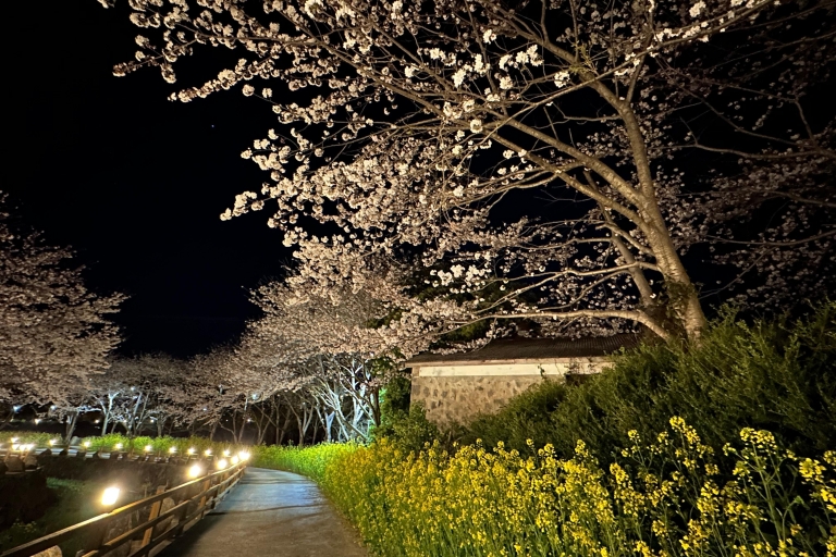 Jeju King Cherry Natural Habitat Tour en grupo reducido