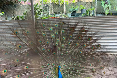 Praia: Wycieczka 1-dniowa do Assomady z gotowaniem, degustacją i tańcami