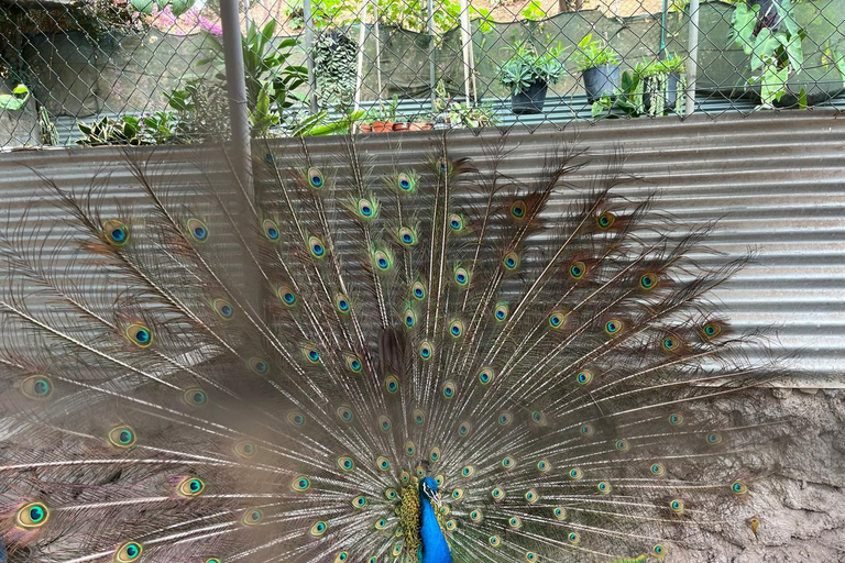 Praia: Wycieczka 1-dniowa do Assomady z gotowaniem, degustacją i tańcami