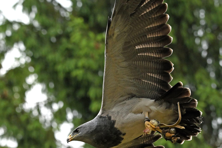 Ruhla: bilhete para um espetáculo aéreo com águias, corujas e muito mais.Ruhla: Bilhete para um show aéreo com águias, corujas e outros animais