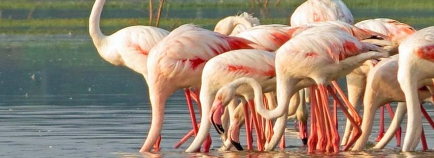 Bentota: Bundala National Park Private Safari Day Tour