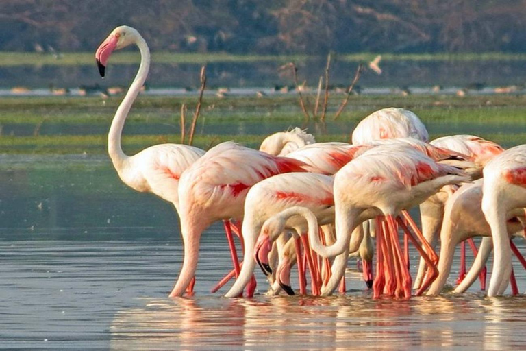 From Riu Hotel: Yala National Park Private Safari day trip
