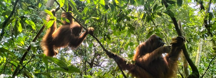 Bukit Lawang : Une visite unique de la faune et de la flore et une nuit dans la jungle