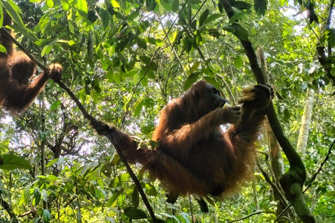 Sumatra: 3-Day Unique Jungle Experience & Exploring Wildlife