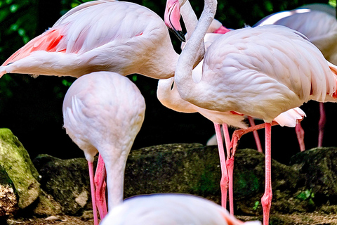 Parque de aves de Bali: ticket de un día