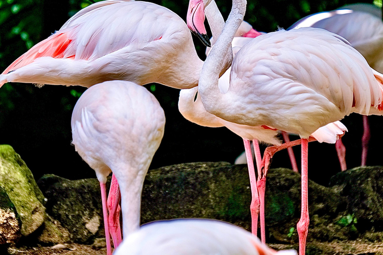 Bali Bird Park: biglietto di ingresso giornalieroBiglietto di 1 giorno per i visitatori internazionali