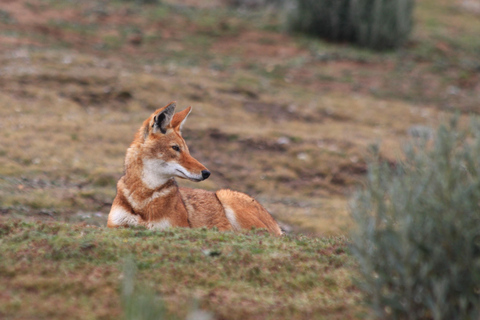 3-tägige Tour zum Bale Mountains Nationalpark mit Besuch in Addis Abeba