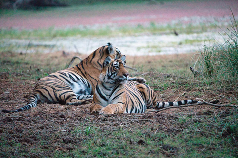 8-Day Golden Triangle Tour With Ranthambore & Jhalana Safari Tour With 3-Star Hotel Recommendation