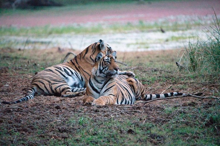 8-Day Golden Triangle Tour With Ranthambore & Jhalana Safari Tour With 3-Star Hotel Recommendation
