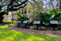 Nueva Orleans, Oak Alley Plantation Tour de medio día - Hizvo