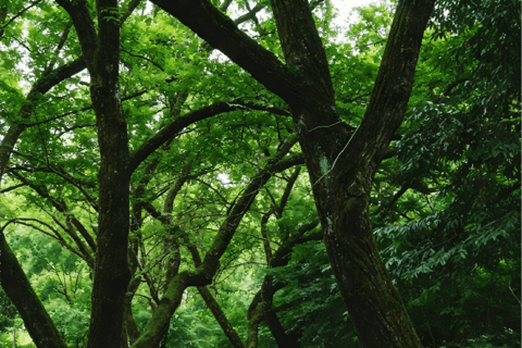 Hangzhou Nine Creeks · Dragon Well Half-Day Hiking Tour