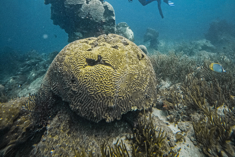 Parque Nacional Tayrona: Descubre la experiencia del submarinismoTour privado en inglés