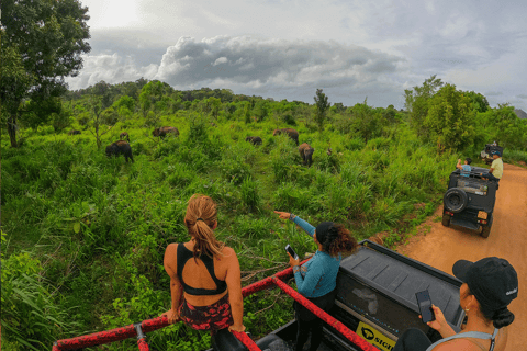 Habarana : Safari d&#039;une demi-journée à Hurulu Eco Park avec prise en charge à l&#039;hôtel