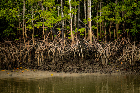 Langkawi:6 Hours Mangrove Night Safari with Pick Up & Dinner