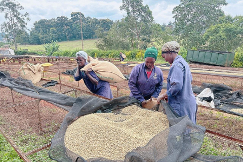 Nairobi: Fairview Coffee Estate Tour with Coffee Tasting