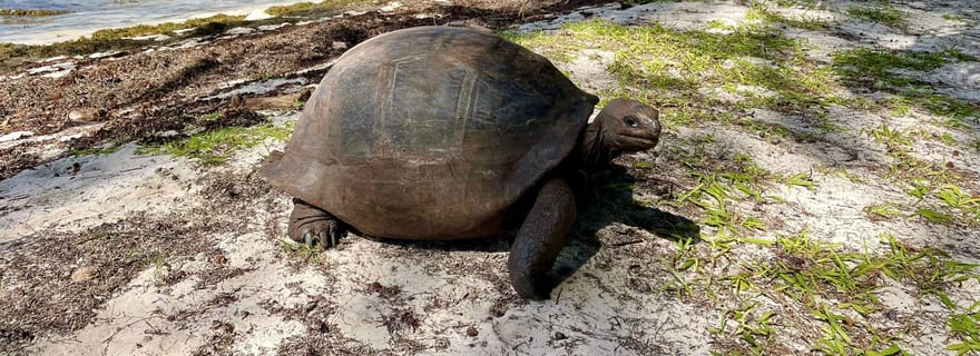 Excursion d'une journée aux îles Curieuse et Saint-Pierre avec déjeuner barbecue