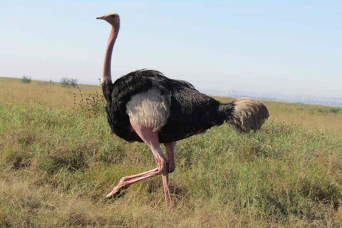 Nairobi: Nationaal park, Giraffe Center &amp; Souvenir TourNairobi: Nationaal park, Giraffecentrum &amp; Souvenir Tour