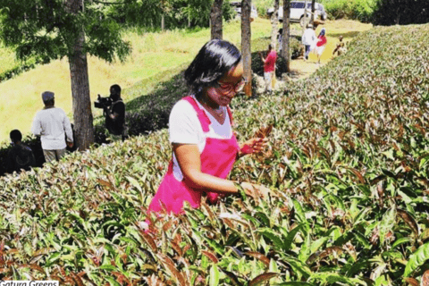Taste the Rare: Kenya’s Purple Tea Discovery