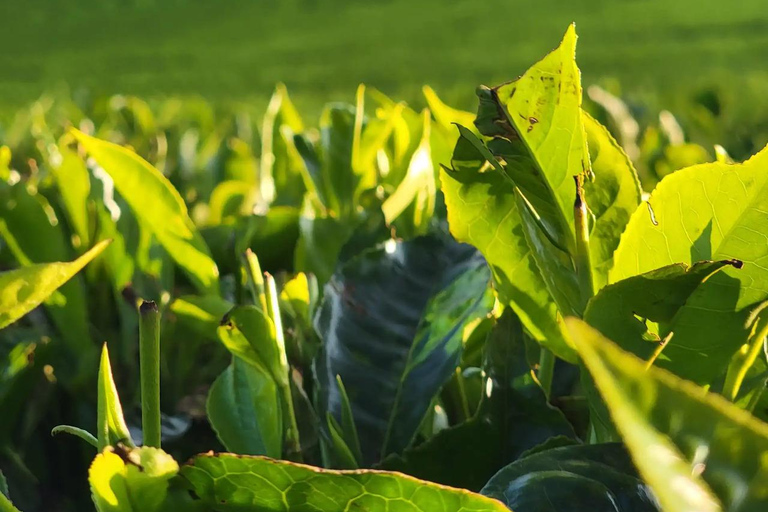 Nairobi: Tea Farm Photography Tour with Tasting