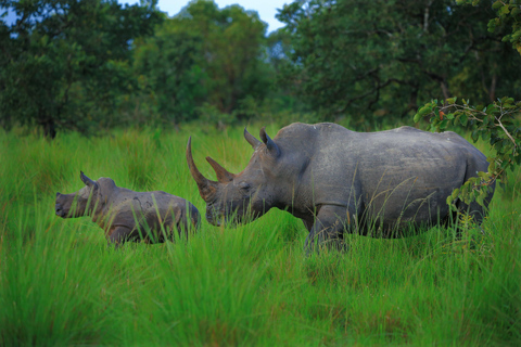 Kampala: 4-Day Murchison Falls & Ziwa Rhino Safari
