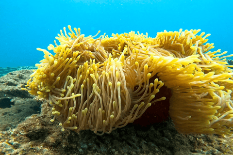 Mauritius: Wizyta łodzią ze szklanym dnem BlueBay i snorkelingPrywatna wycieczka