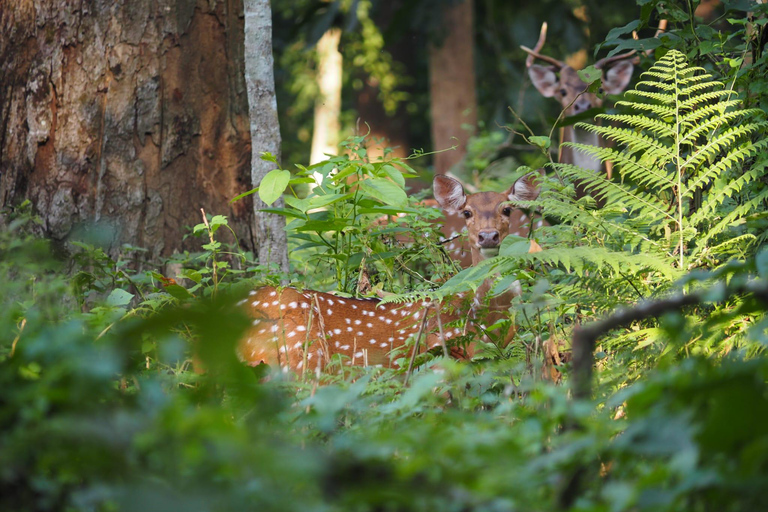 Chitwan National Park: Full-Day Jeep Safari with Lunch