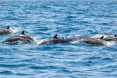 Maskat: 3-godzinna obserwacja delfinów i wycieczka z rurką