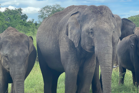 Sigiriya: Polonnaruwa City Bicycle Tour and Jeep Safari