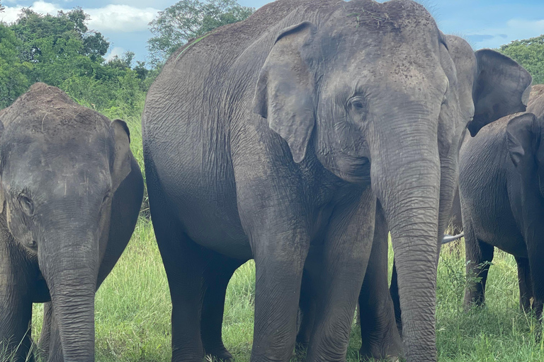 Sigiriya: Polonnaruwa City Bicycle Tour and Jeep Safari