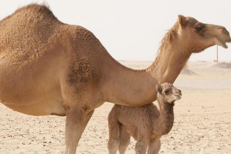 Marrakech: Agafay Desert Quad Bike, Camel Ride, Pool & Lunch Desert Agafay : Quad Biking, Camel Ride, Lunch & Pool