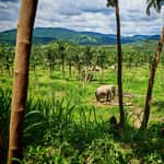 Da Bangkok: Escursione di un giorno al Santuario degli Elefanti Living Green
