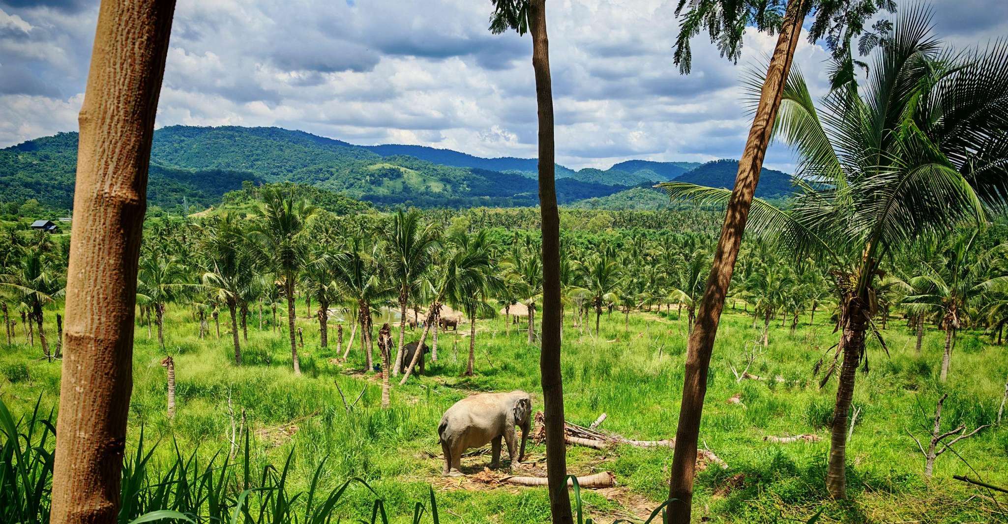 From Bangkok: Living Green Elephant Sanctuary Day Trip