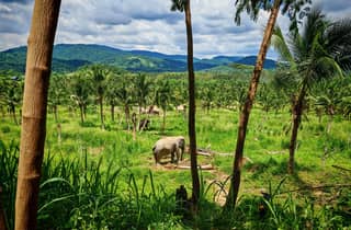 Von Bangkok aus: Tagestour zum Living Green Elephant Sanctuary