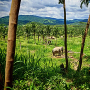 From Bangkok: Living Green Elephant Sanctuary Day Trip