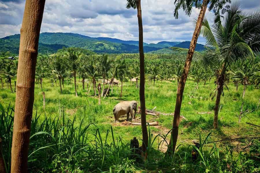 Von Bangkok aus: Tagestour zum Living Green Elephant Sanctuary. Foto: GetYourGuide