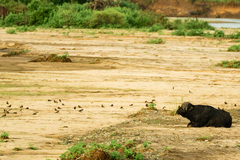 Vanuit Arusha: De 4-daagse safari-expeditie naar Tarangire &amp; Ndutu