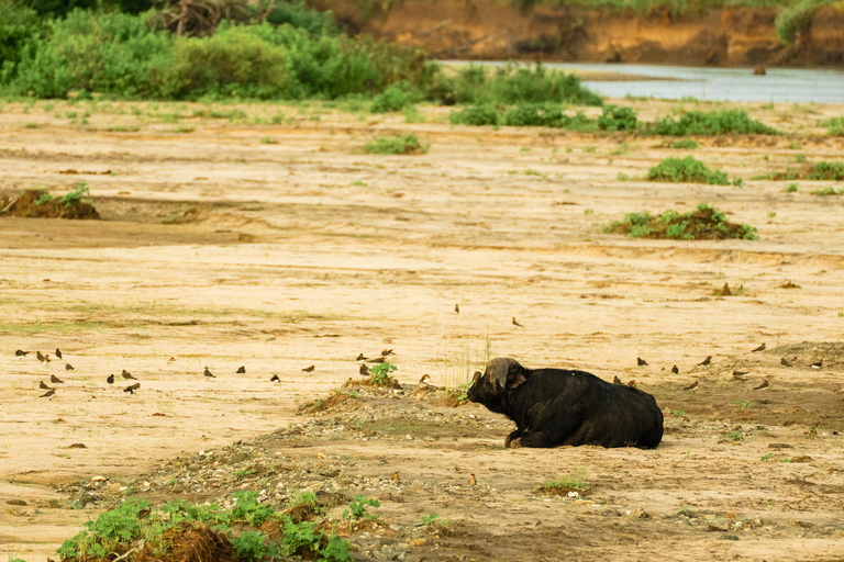 Vanuit Arusha: De 4-daagse safari-expeditie naar Tarangire &amp; Ndutu