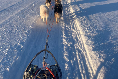 Experience the Magic of Lapland with Sled Husky Adventures Classic Husky Tour (5km)