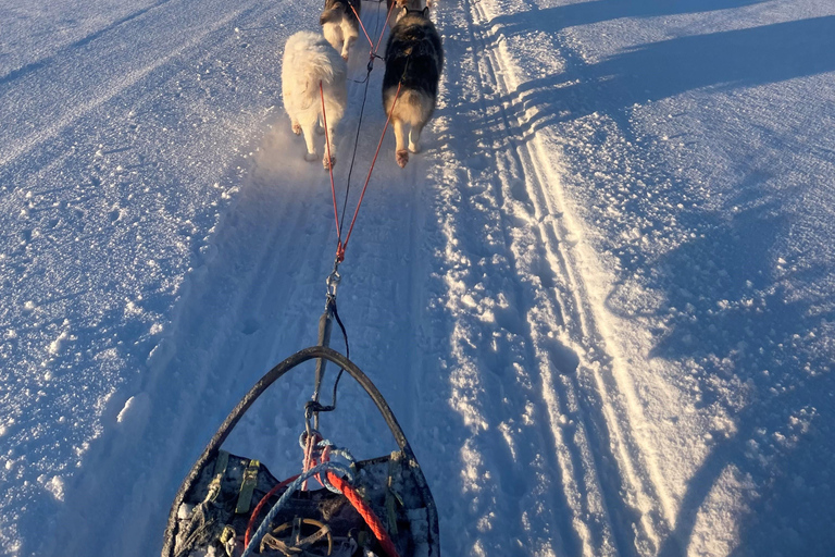 Experience the Magic of Lapland with Sled Husky Adventures Classic Husky Tour (5km)