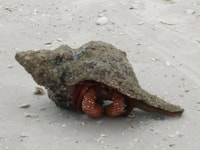 St Petersburg, Shell Key Nature Preserve Clear Kayak Tour - Housity