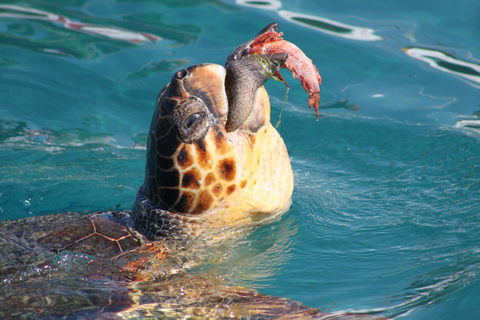 Zakynthos : demi-journée d&#039;observation des tortues Caretta et des grottes de Keri