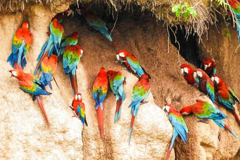 Découvrez le festival de la plume à l&#039;argilière de Chuncho