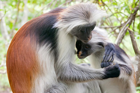 Zanzibar: Jozani Forest, Spice Farm & Stone Town Full-Day. TOUR WITH HOTEL TRANSFER PICKUP AND DROP