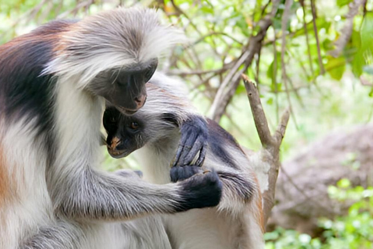 Zanzibar: Jozani Forest, Spice Farm & Stone Town Full-Day. TOUR WITH HOTEL TRANSFER PICKUP AND DROP