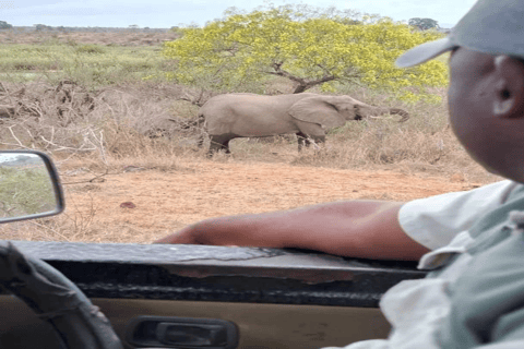 Maputo: Dagsutflykt till Kruger nationalpark